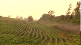 Nabbing Nitrates Before Water Leaves the Farm: Riparian Forest Buffers