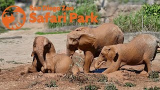 The Opening Day of Elephant Valley! - San Diego Zoo Safari Park