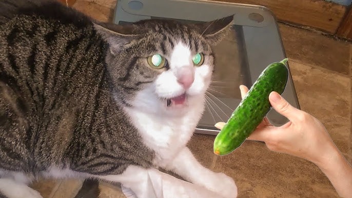 Funny Cats Scared Of Cucumbers - Cat Vs Cucumber Compilation - Youtube