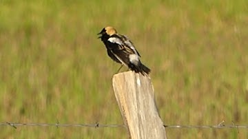 Bobolink