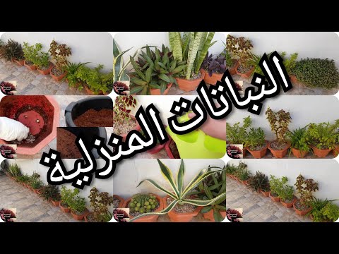 فيديو: هل يمكنك زراعة النباتات في الأحذية أو الأحذية: استخدام الأحذية كحاويات نباتية