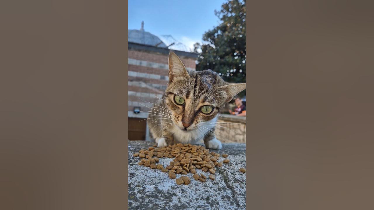 Help the cats. Help the cats