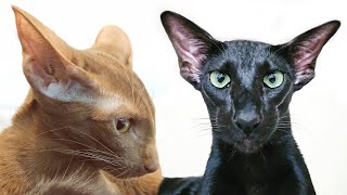 Oriental Cats Play and Hunt by Oriental Cats Rexton & Bella 4,921 views 2 years ago 3 minutes, 57 seconds