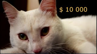 За сто рублей купил котенка стоимостью 10 000 долларов