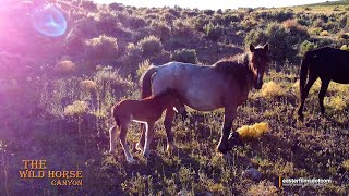 Wild Horse Band with a New Born Foal in The Wild Horse Canyon  by Mark Easter