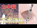 トイレの下水に牡蠣殻を投入すると…スーパートイレに!|地球派宣言