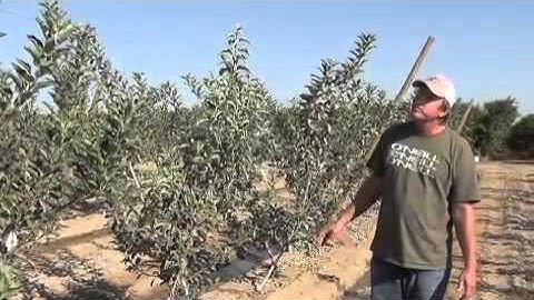 Tatura Trellis System: Mobile Version