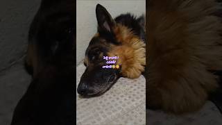 పెళ్లి కావాలి #bhairav #pets #love #life #telugu #comedy #home #trending #viral