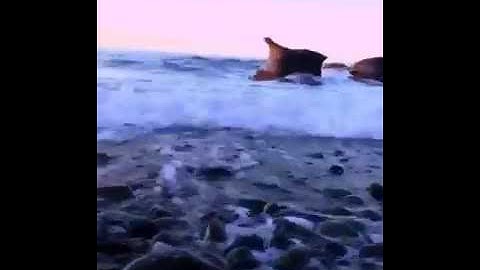 التلاوه التي أعجب بها الكثير ماشاءالله للقارئ عبد الرحمن مسعد /سوره المزمل