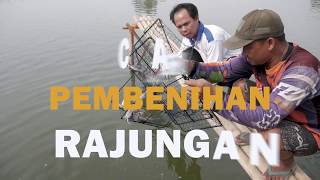 Cara Sukses Pembenihan Rajungan