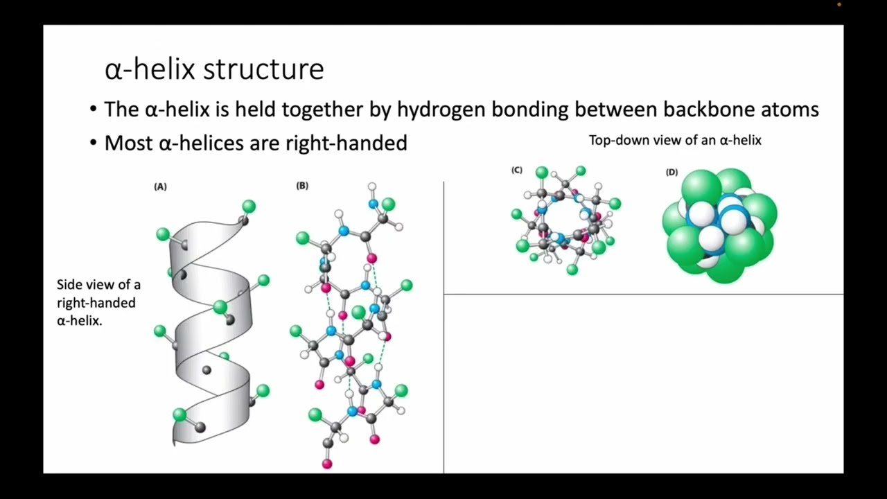 Alpha Helices and Beta Sheets - YouTube