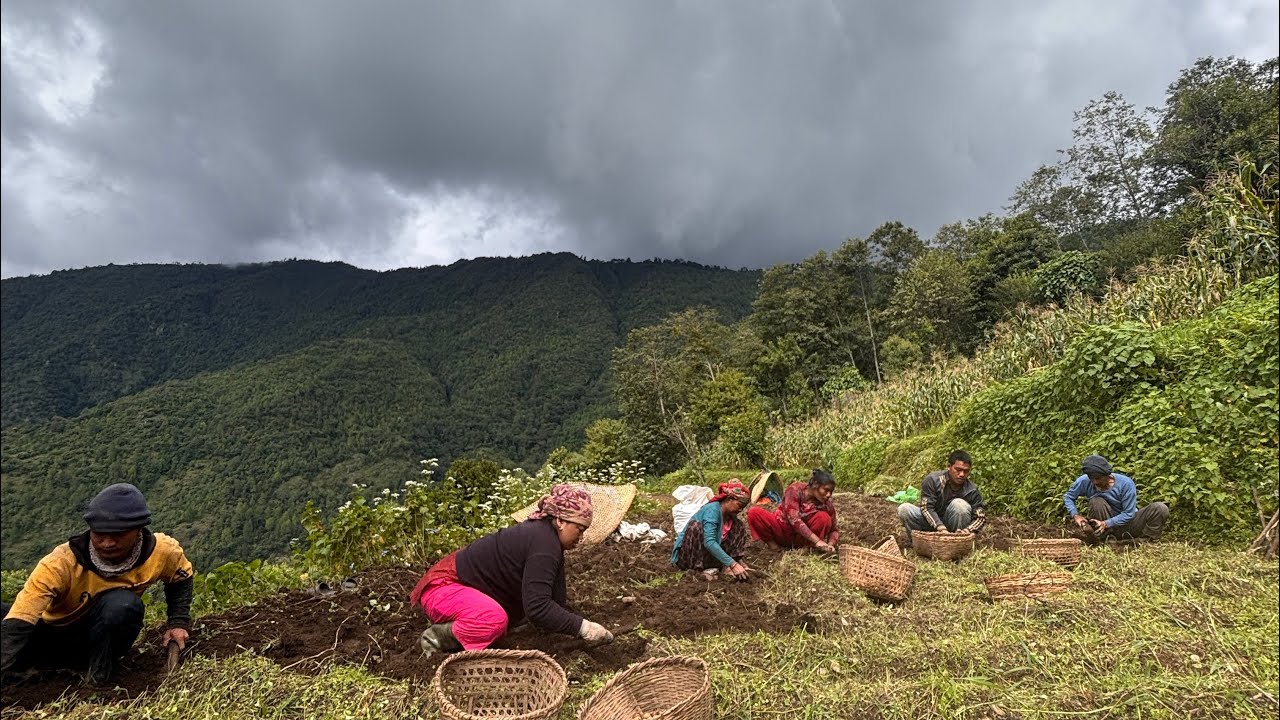 यो वर्षको आलु खन्न सुरु भयो है🥔| कति फल्यो त यसपाली हाम्रो आलु? Suraksha Grg Chochangi|15 July 2025