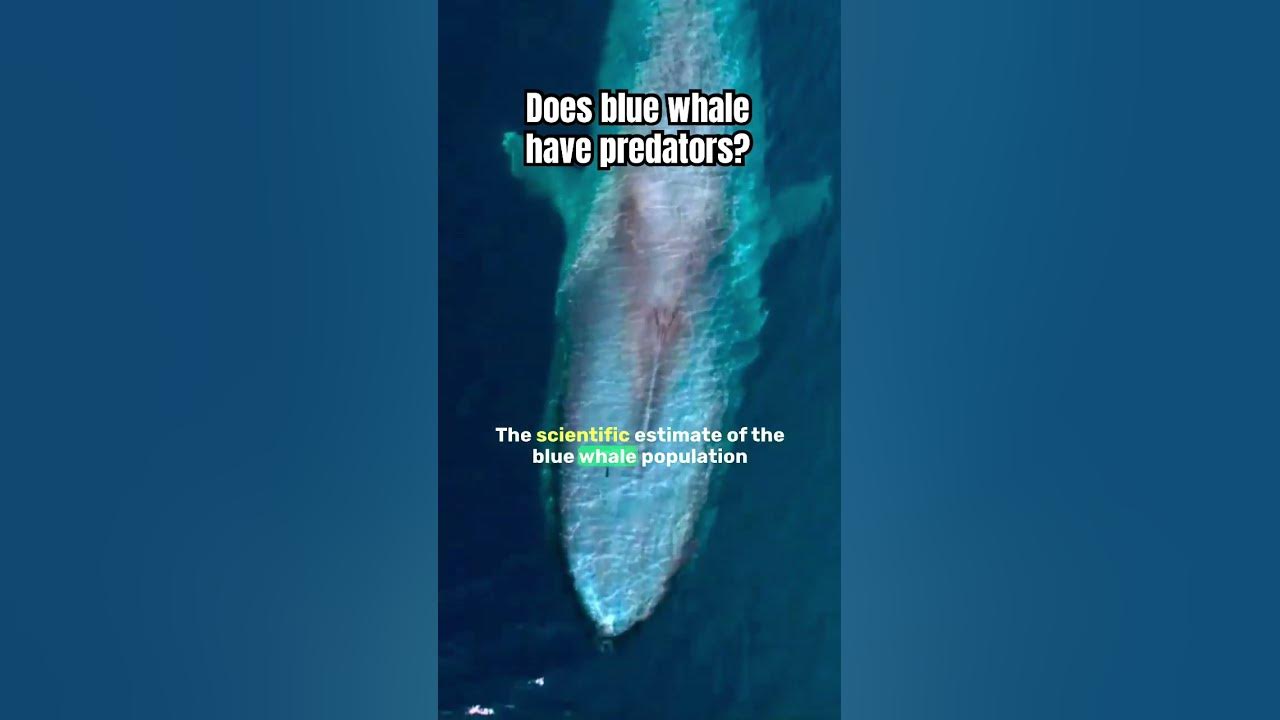 Do blue whales have predators? - YouTube
