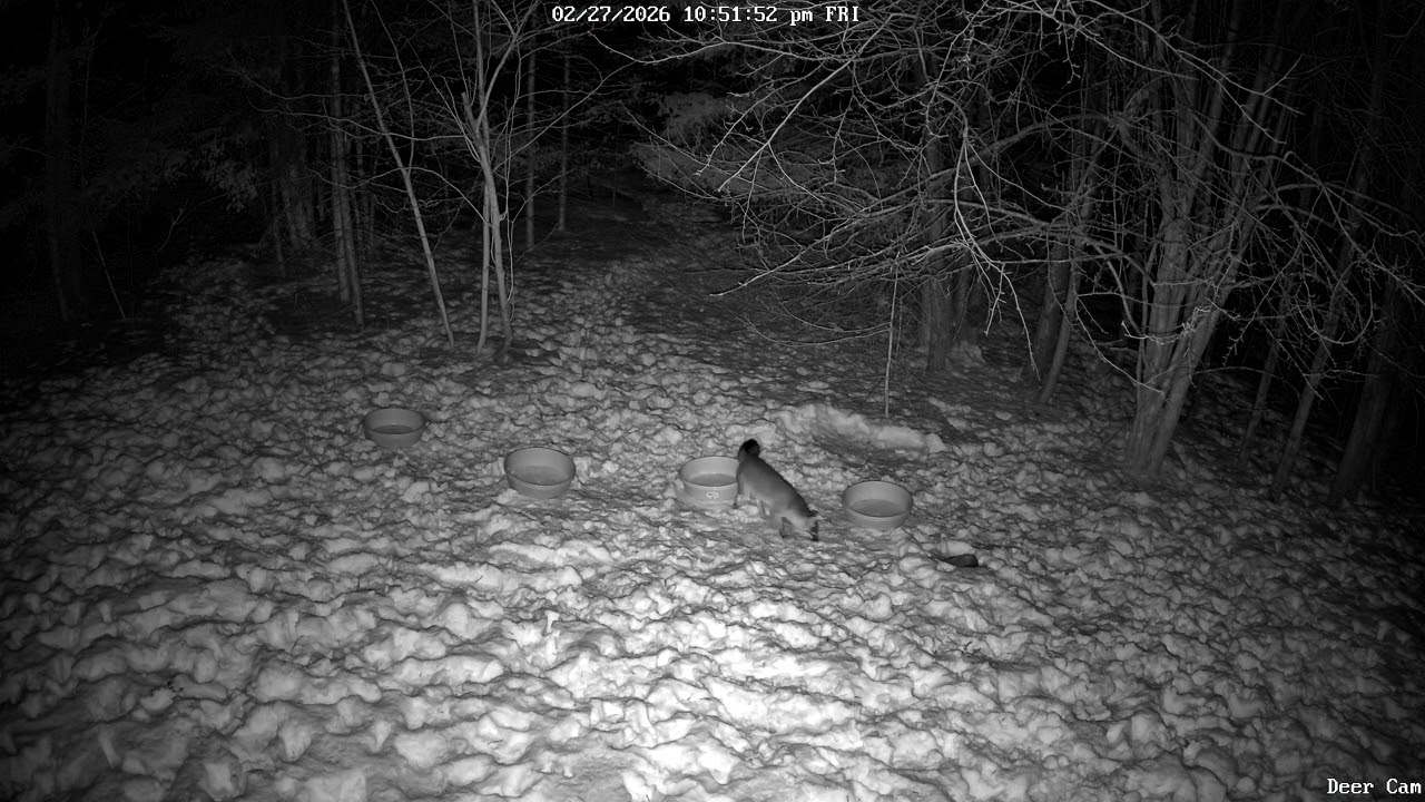 Red Fox 2-27-2026 10:48 PM