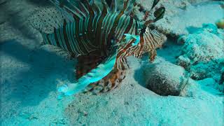 Red Sea Best Videos By David Pita By Pela B12