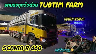 โอ้วโห!!! รถบรรทุกวัว Scania R460 แรงม้า อย่างสวยหรูสไตล์รถยุโรป สังกัด ทับทิมฟาร์ม💛