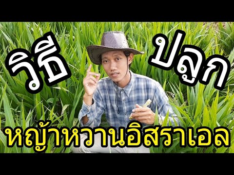 วิธีปลูกหญ้าหวานอิสราเอล : SMILE FARM