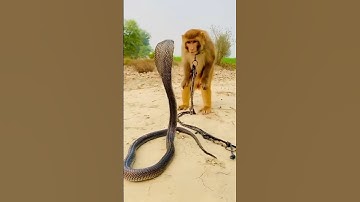 Big cobra snake and monkey naag jog #neturalvideo #dangeroussnake #snake #snakediscovery