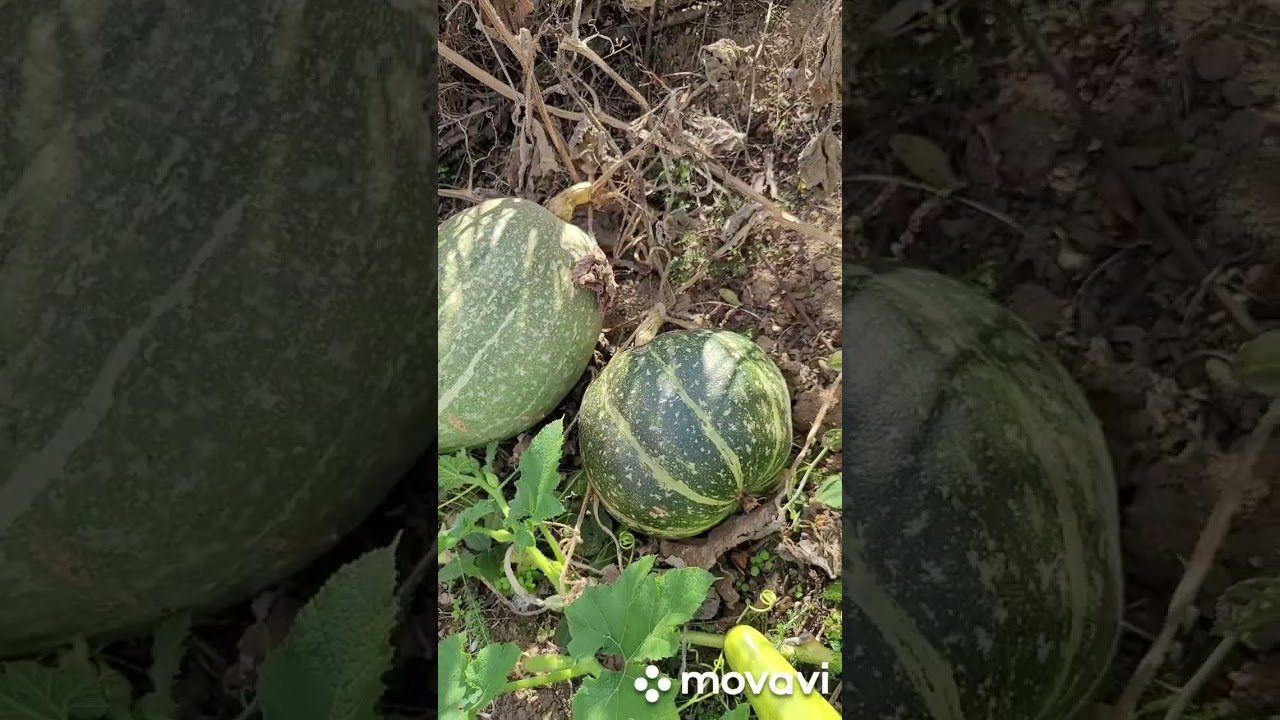 Աշնան բերքահավաք мой огород урожай