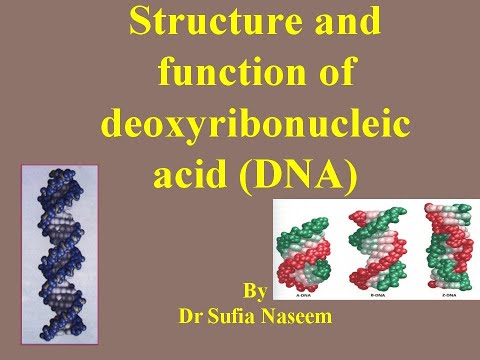 ভিডিও: DNA এর গৌণ গঠন কি?