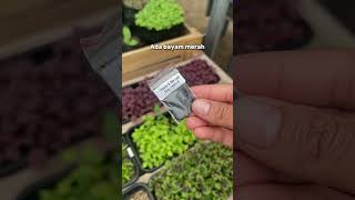 5 macam sayuran bayam di kebun rumahku #bayam #benihseribuan 5 macam sayuran bayam di kebun rumahku #bayam #benihseribuan
