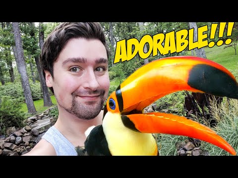 taking-my-toucan-to-the-botanical-gardens-un-leashed!!-(so-cute!)