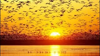 D Note - Shed My Skin (Edited Mix)