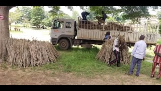 Accessing clean and improved cassava planting materials for the 2022 planting season