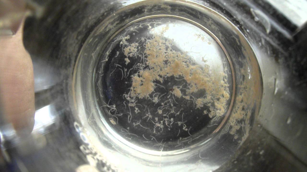 Detritus worms YouTube