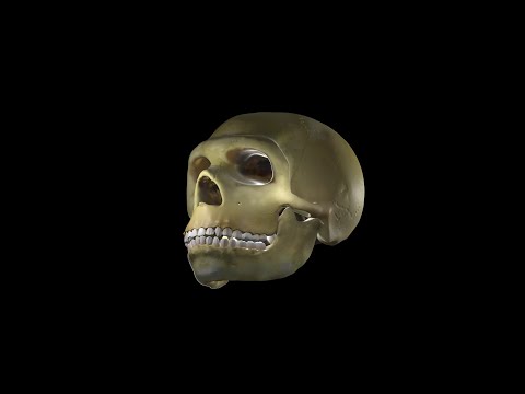 Reconstruction of the Neanderthal skull La Chapelle-aux-Saints 1 Реконструкция череп неандертальца