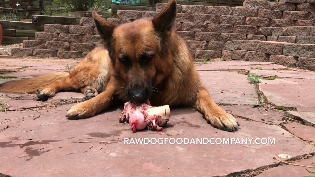 modeling Raw Dog Food and Company Bison Knuckle Bones