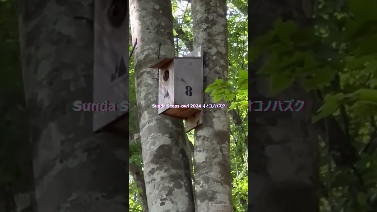 オオコノハズク2024 まもなく開幕です