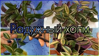 Отдельно!🌱Теперь ТРАДЕСКАНЦИЮ сажаю только так🌸Rainbow hill🌱Радужный холм🌸Размножение🌱Черенки🌱Грунт🌸