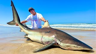 Angler fängt 200kg+ Monster Hai 😱💀
