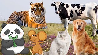 Learn the sounds of animals and their colors: tiger, dog, cow, panda, turtle,... by Animal Paradise 64,793 views 1 year ago 9 minutes, 24 seconds