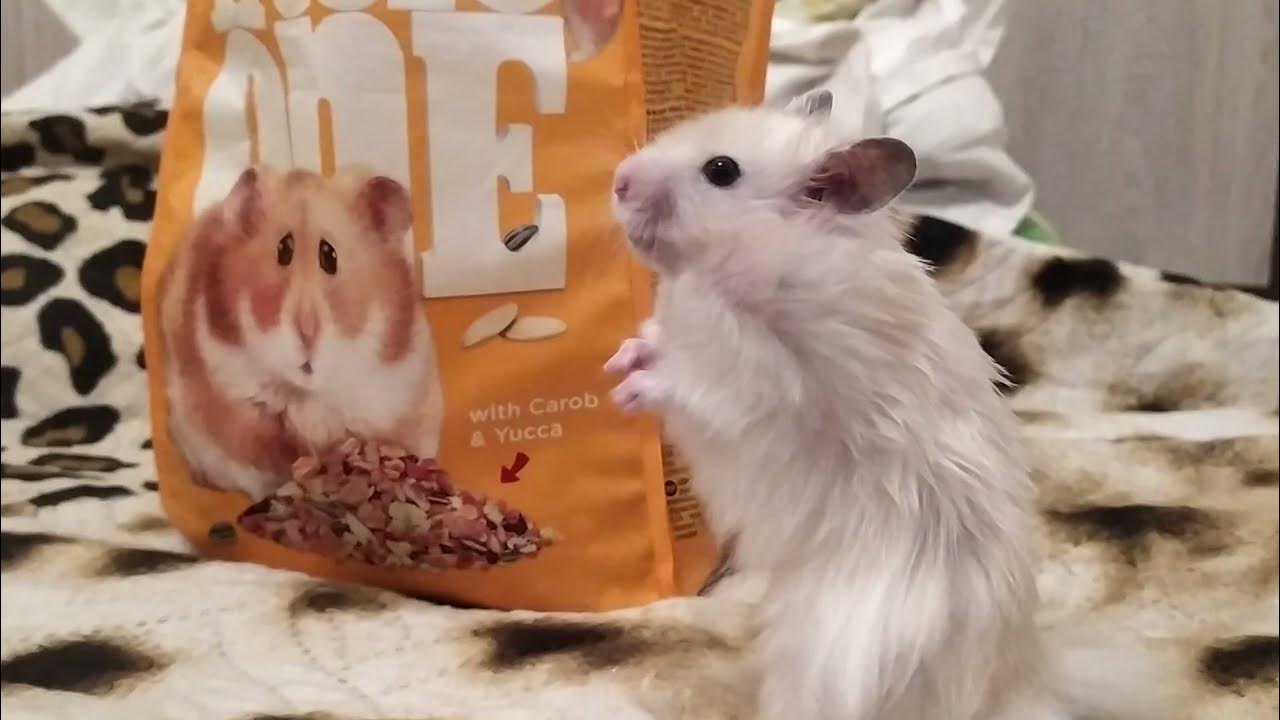 Выгул хомяка. Прогулка с хомяком на улице. Хомяк сирийский. Поводок для хомяка. Красивые хомячки.