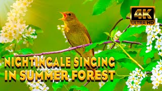 Singing Of A Nightingale, In Summer Forest For A Sound Sleep. Relax - Listening To Sounds Of Nature.