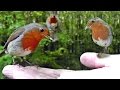 Hand Feeding Robins - Robin Birds Everywhere