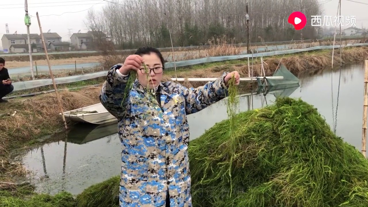 安徽大叔准备养殖小龙虾 为何要来湖北潜江买水草 听听他怎么说 Youtube