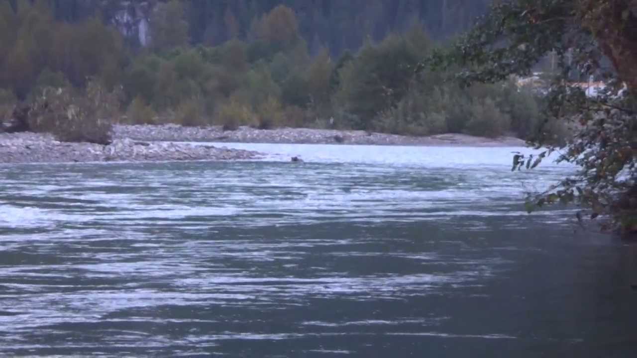 First encounter with grizzly bear. - YouTube
