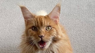 🔊 50 Shades of Orange Maine Coon Meows 😼 Needy Boy Foxie 🧡