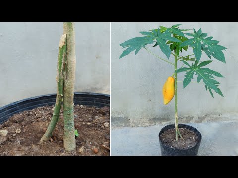 How to Propagate and Graft Papaya trees to produce large fruits
