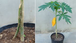 How to Propagate and Graft Papaya trees to produce large fruits