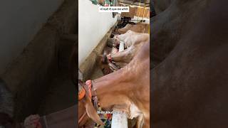 Jay Gau Mata | Bhilai Khursipar Gau Shala | Gau Seva | #gauseva #gaumata #vlogs