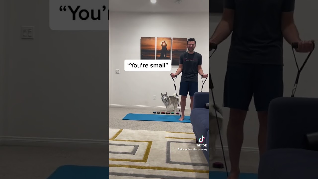Sapphie the pomsky as a personal trainer part 2