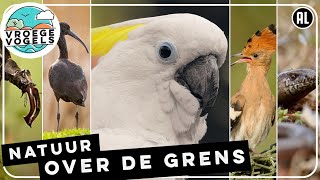 Natuur over de grens | Zelf Geschoten | Vroege Vogels