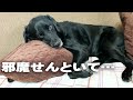 犬をダメにするクッションに対抗して寝るラブラドールレトリバーがかわいい