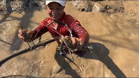 Bắt Đã Tay Bầy Tôm Càng Xanh Bự Ở Bãi Đăng Huyền Thoại | Cù Lao Dung Vlogs