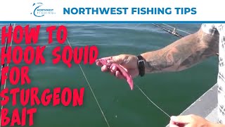 The Right Way to Use Squid for Sturgeon Bait | Northwest Fishing Tips