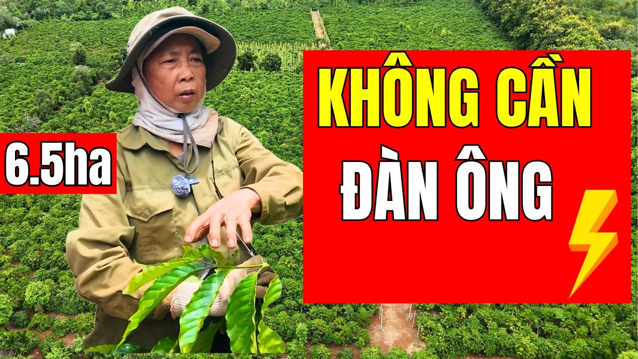 Một Mình Gánh 6.5ha - Chị Gái Này Làm Bẽ Mặt Cả Nghành Cà Phê.